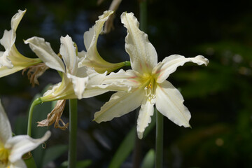 グラジオラス・トリスティス