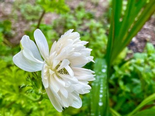 beautiful white flowers after the morning rain in garden
