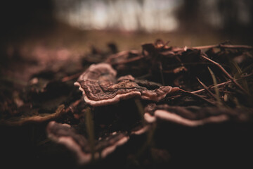 mushroom macro