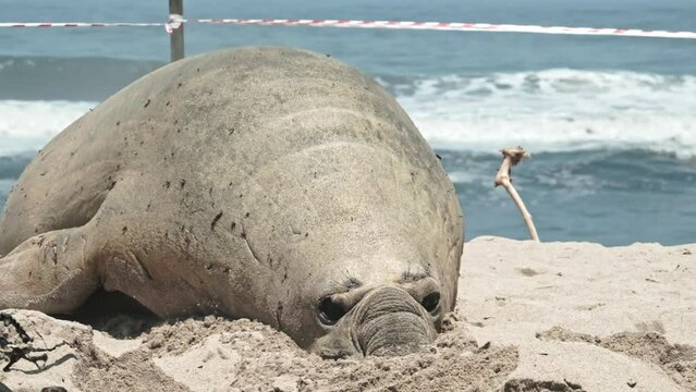 Huge bull elephant seal wiggles his way up the beach