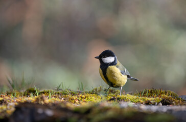 Great tit (Parus major), resting on an old stone wall covered in moss