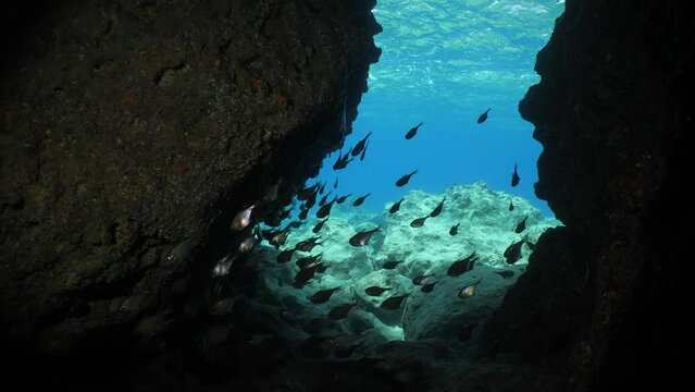 bullseye pempheris fish in cave underwater ocean scenery nice blue background