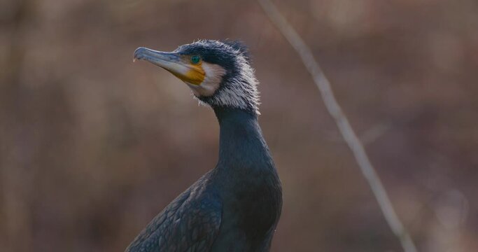 Close up handheld shot of Great black cormorant looking curiously around