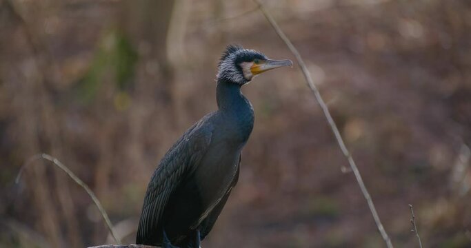 Close up handheld shot of Great black cormorant resting on branch, attentive