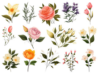 Collection and set of the many different flowers isollated on the transparent background