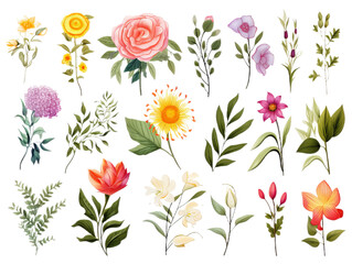 Collection and set of the many different flowers isollated on the transparent background