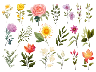  Collection and set of the many different flowers isollated on the transparent background © World of PNG