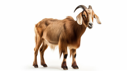 Brown Goat