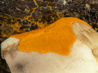 PC2110436 orange slime mold, Badhamia utricularis, spreading over a mushroom cECP 2024