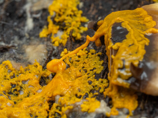 PC2110428 orange slime mold, Badhamia utricularis, consuming a mushroom slice cECP 2024