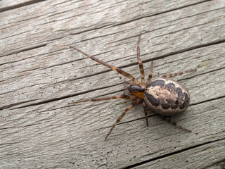 PA150273 missing sector orb weaver spider, Zygiella x-notata, on fence board, cECP 2023