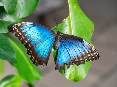 Der Blaue Morphofalter oder Himmelsfalter