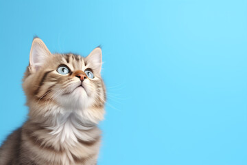 Cute banner with a cat looking up on solid soft blue background, space for text