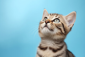 Cute banner with a cat looking up on solid soft blue background,sopy space