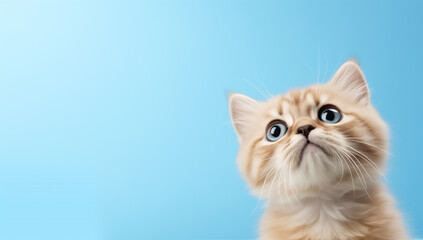 Cute cat looking up on solid soft blue background, copy space