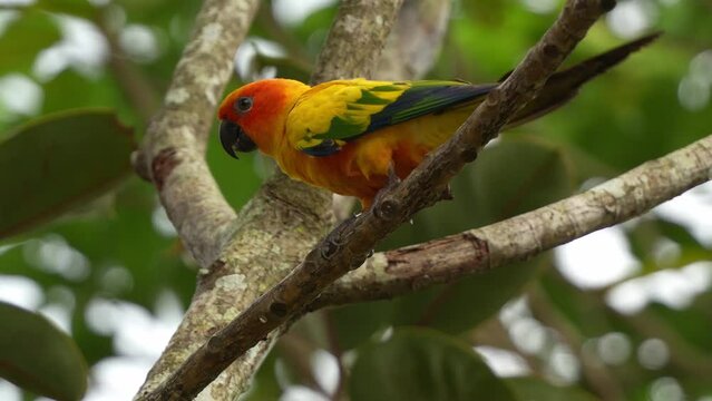 Sun parakeet, sun conure (aratinga solstitialis) with vibrant appearance, perched on the tree in its natural habitat, beak rubbing against the tree branch, close up shot.