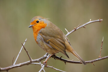 a Robin bird is perched on a branch outside of the trees