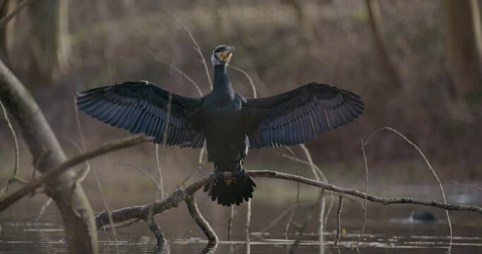 Close up of Great black cormorant resting on branch drying its wings. Handheld