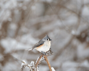 A Tufted Titmouse bird sitting on a broken plant with trees in the background. It is winter and there is snow on the branch