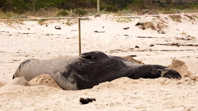 Molting Southern Elephant Seal naps on its side on sandy Onrus beach, Overstrand
