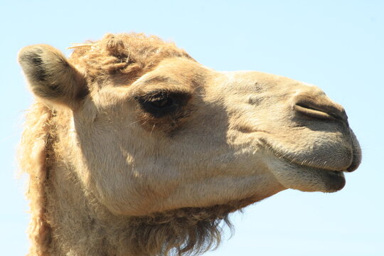 primer plano de la cabeza de un camello