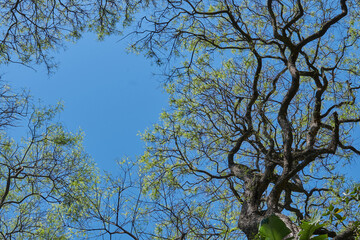 Canopy Vista: Sky Amidst the Trees