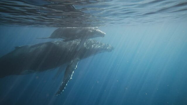 Humpback whale calf pats on parents back playing at ocean water surface with reflection dancing in light rays