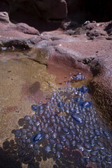 jellyfish, velelle in a tide pool, Sardinia, Italy