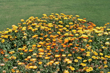 Agra, Uttar Pradesh / India - February 27, 2012 : A common colorful sunflower field in the garden...