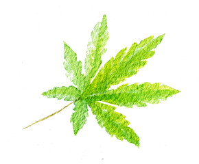 Green cannabis indica leaf painted in watercolor. Hand drawn marijuana illustration isolated on white background - 744232663
