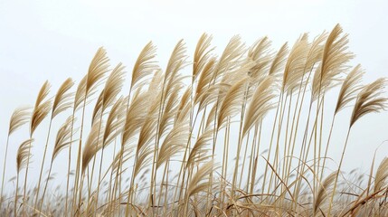 Nature's canvas of tall grass sways in the autumn breeze, a peaceful reminder of the cyclical beauty and resilience of plant life