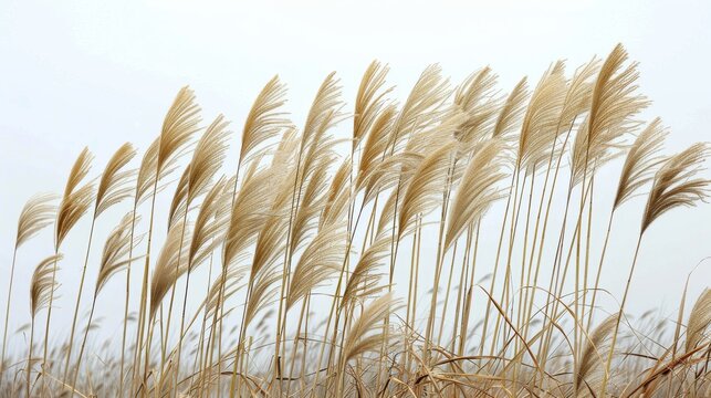 Nature's canvas of tall grass sways in the autumn breeze, a peaceful reminder of the cyclical beauty and resilience of plant life