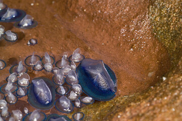 By-the-Wind Sailor Velella or St. Peter's boat (Velella velella Linnaeus, 1758). Porto Ferro, Sassari, Italy