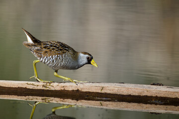 Sora Rail - detailed close up photo of a Sora walking atop a log across a small wetland, Porzana carolina