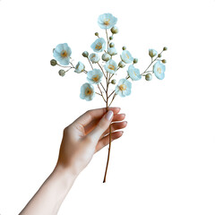 Fototapeta na wymiar isolated female hand holding a bunch of white flowers png
