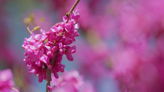 Judas Tree In Blossom. Vivid Colors And Soft Blurry Background. Close up.