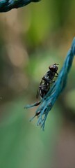 Macro shot of a black fly on a green plant