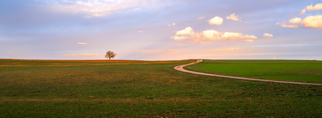 Golden hour panoramic scene from nature: a winding field path and a tree in the distance