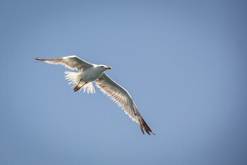 White seagull in flight against a striking blue sky backdrop