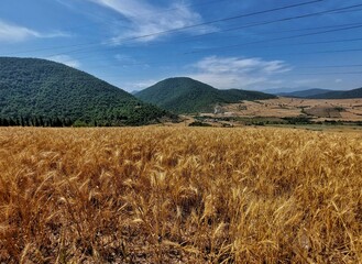 Golden ears of wheat next to dense wet forests