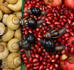 Group of snails on the pomegranate seeds
