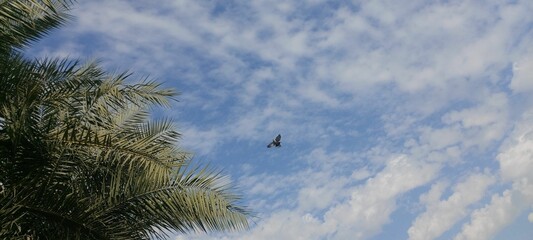 Majestic bird in flight against a stunning blue sky background dotted with tall, lush palm trees.