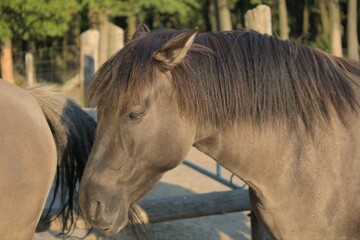 the two horses are close together in the fenced area