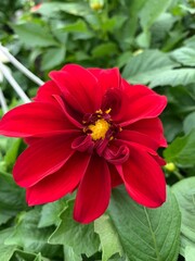 Fototapeta premium Vertical closeup shot of a blooming red dahlia pinnata flower