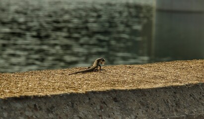 Lizard is perched on a wall near a body of water with prey in its mouth