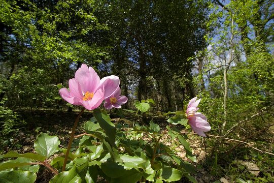 Peonia (Paeonia mascula). Foresta Su Tassu, Sa Fraigada, Su Labiolaiu. Bultei. Sardegna. Italia. Italy