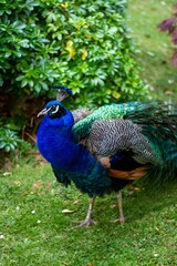 Obraz premium Closeup of a vibrant Peafowl in a lush green on a sunny day with a blurry background