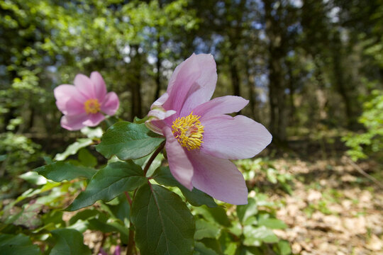 Peonia (Paeonia mascula). Foresta Su Tassu, Sa Fraigada, Su Labiolaiu. Bultei. Sardegna. Italia. Italy *** Local Caption *** Goceano