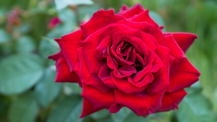 Closeup of a red rose in a green garden