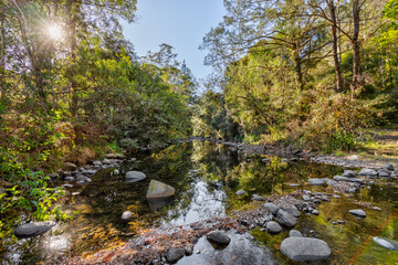 Obraz premium River in the Forest